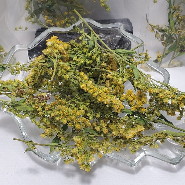 Golden Rod,Solidago has a long-held reputation for generating abundance, luck and love. New Age shop,Metaphysical shop,Witchcraft,Herb shop