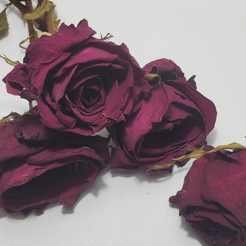 Dried Rose Buds and Stemsymbolize Unconscious Beauty.they Are Etsy