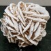 Desert Rose,is a unique crystal because it can give clarity of mind.Stone and Crystal shop, New Age shop,Metaphysical shop,Wiccan,Witchcraft