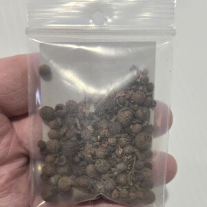 A person's hand holding a small, clear plastic bag filled with dark brown, whole Allspice berries from InSpryitMetaphysical. The bag is transparent, showing the texture of the dried berries inside against a plain white background.