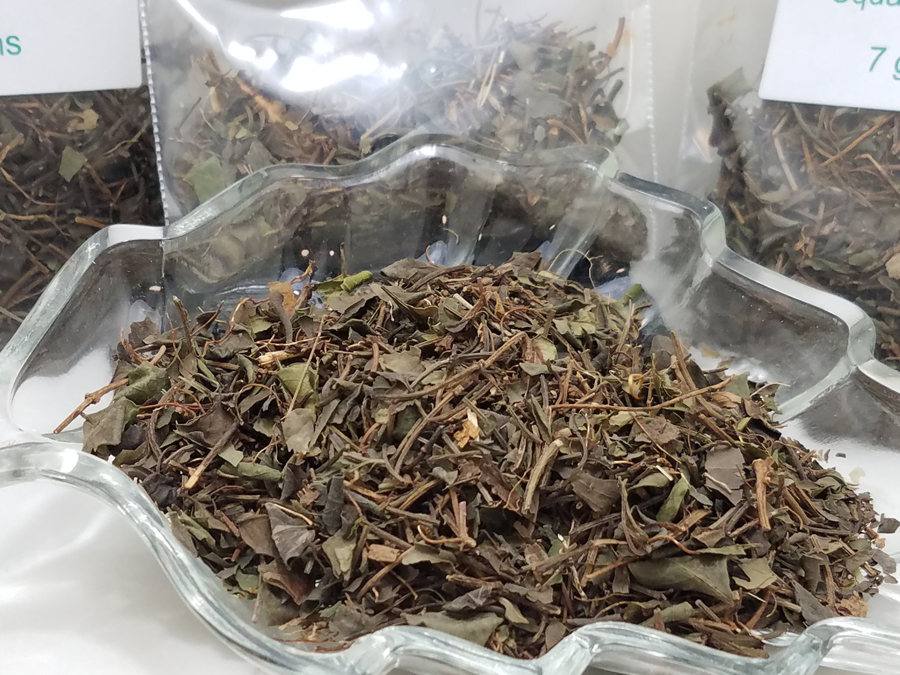 Squaw Vine/Partridge BerryDrinking tea of Squaw Vine and Etsy