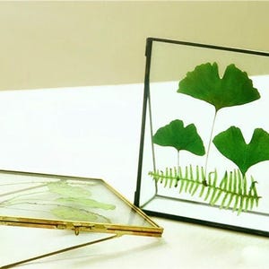 May include: Two glass display boxes with pressed green leaves. One is a rectangular box with a hinged lid and gold-coloured metal frame. The other is a standing frame with a black metal frame. A red flower is in the background.