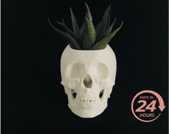 Skull Home Decor Etsy