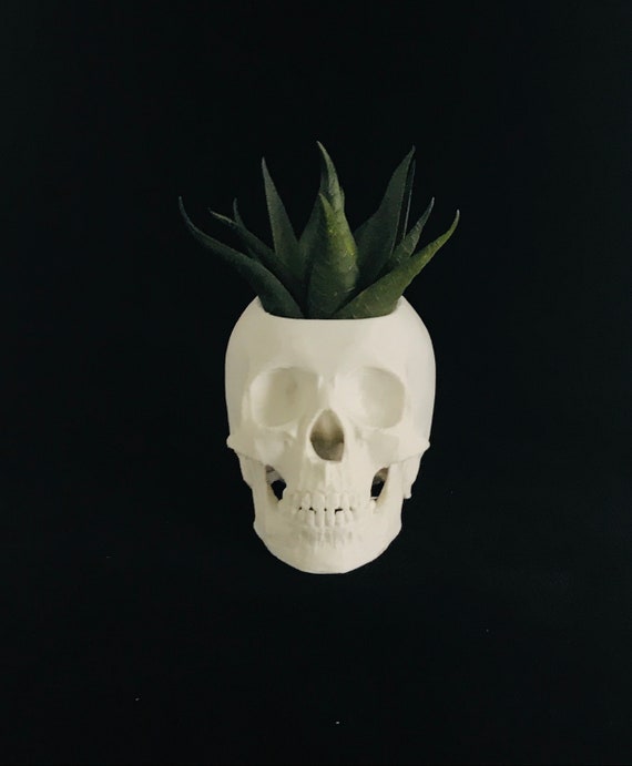 Skull Planter 4”, Halloween Home Decor, Air Planter Human Skull, Spooky Skull Gift, Gift for Men, Unique Home Decor, Plant Holder, Halloween