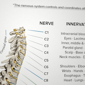 May include: Diagram of the cervical spine with labels for each nerve (C1-C8) and the areas of the body they innervate.  The text "The nervous system controls and coordinates all" is at the top of the image.