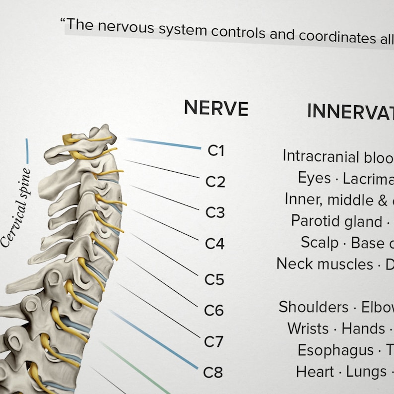 May include: Diagram of the cervical spine with labels for each nerve (C1-C8) and the areas of the body they innervate.  The text "The nervous system controls and coordinates all" is at the top of the image.