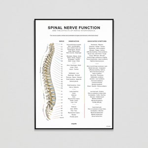 Spinal Nerve Function Chart