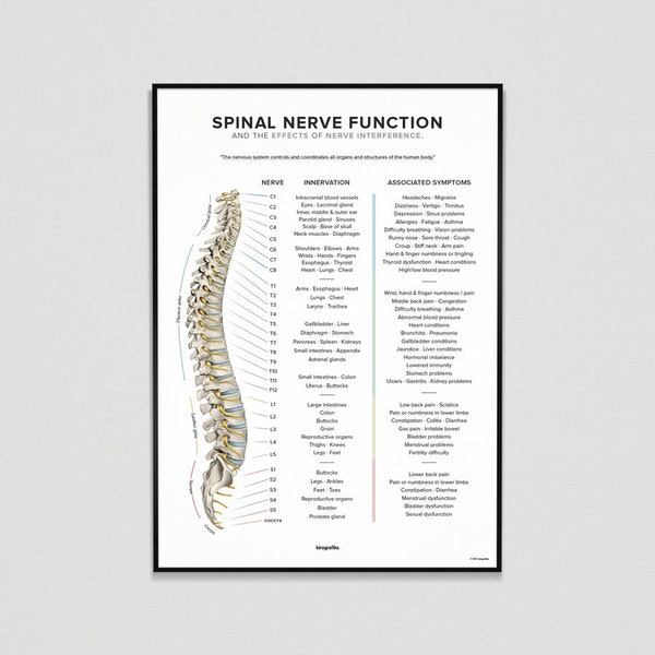 Spinal Nerve Function Chart