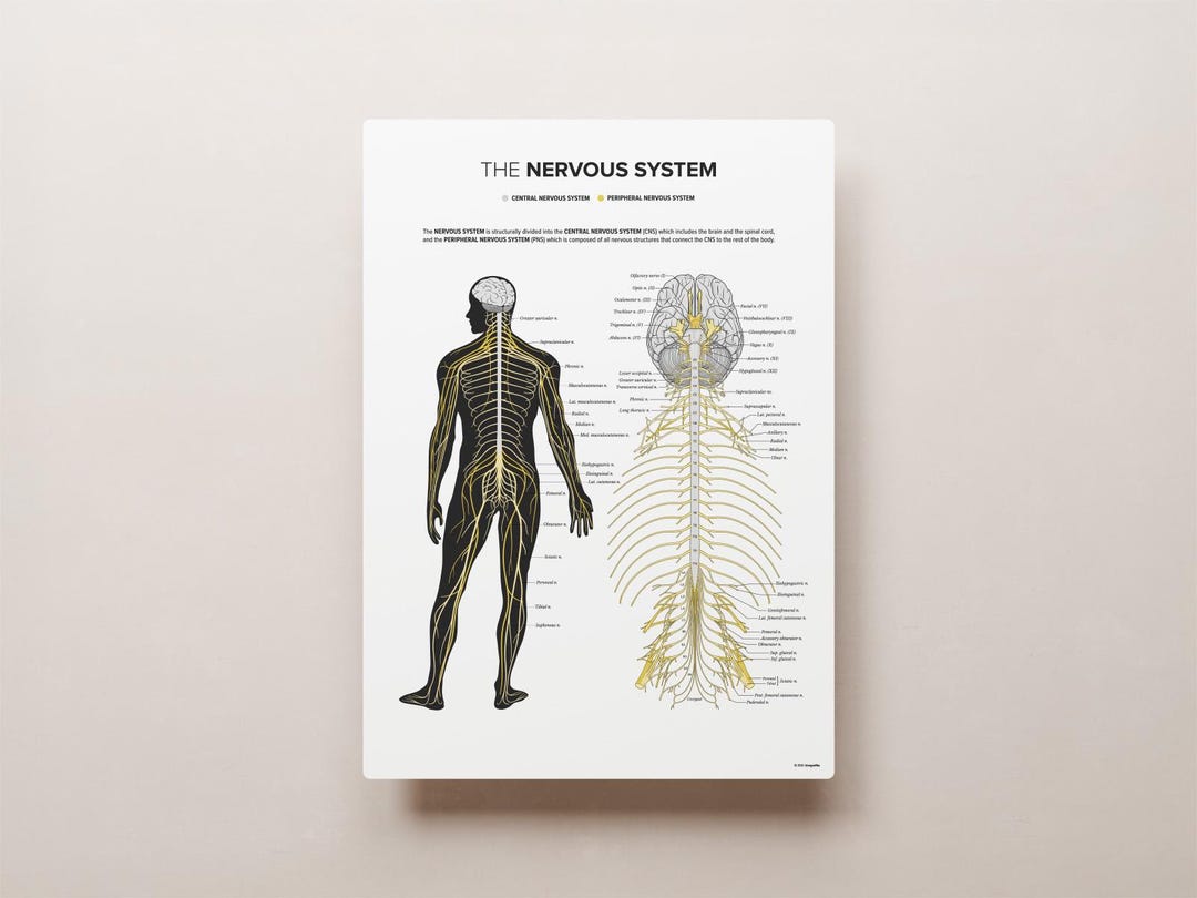 The Nervous System - Etsy