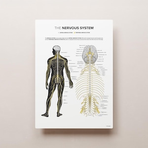 The Nervous System