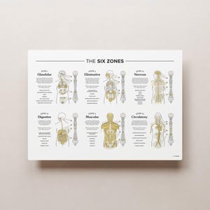 Puede incluir: Un gráfico titulado "Las seis zonas" muestra el cuerpo humano dividido en seis zonas, cada una con un sistema de órganos correspondiente. Las zonas son: Glandular, Eliminativa, Nerviosa, Digestiva, Muscular y Circulatoria. Cada zona está ilustrada con una figura humana y un diagrama de los órganos asociados.