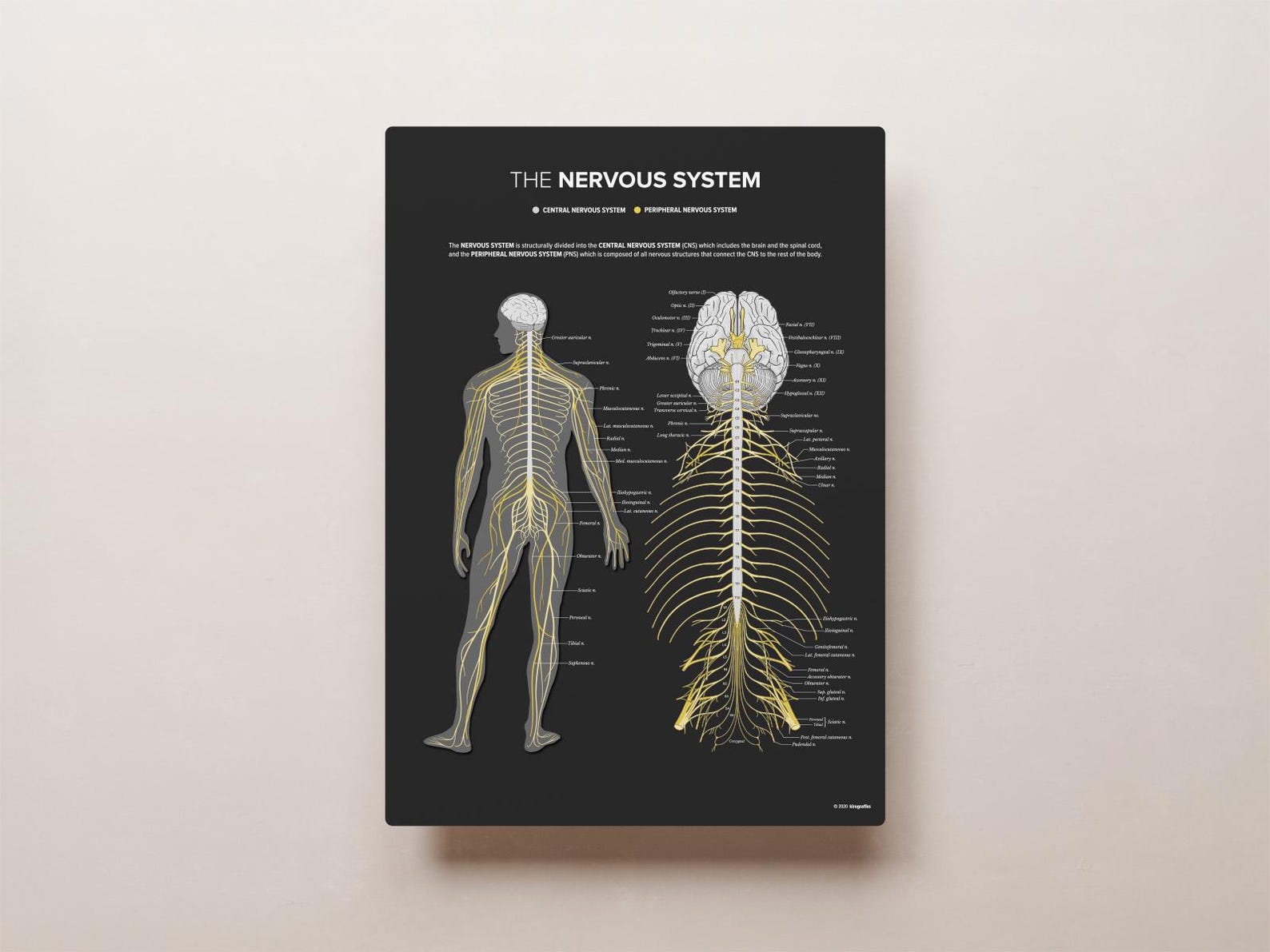The Nervous System - Etsy