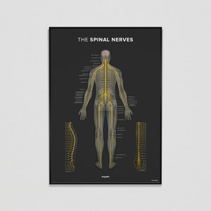 The SPINAL NERVES