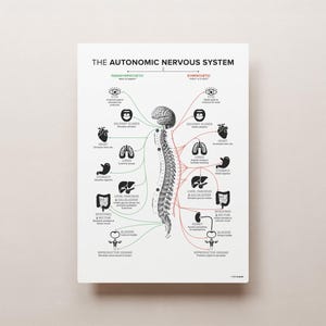 The Autonomic Nervous System (Alternative) - WHITE