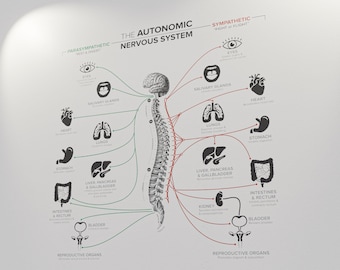 AUTONOMIC NERVOUS SYSTEM - Wall Decal (Digital Download)