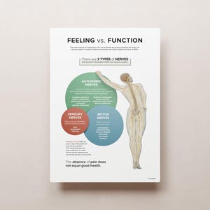 May include: An infographic illustrating the difference between feeling and function in the nervous system. The infographic shows a human skeleton with a highlighted nervous system and three circles labelled "Autonomic Nerves", "Sensory Nerves", and "Motor Nerves". The text "There are 3 types of nerves that transmit information within the nervous system" is included. The text "The absence of pain does not equal good health" is also included.