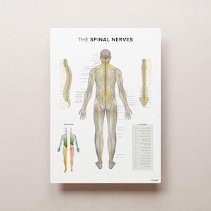 The SPINAL NERVES