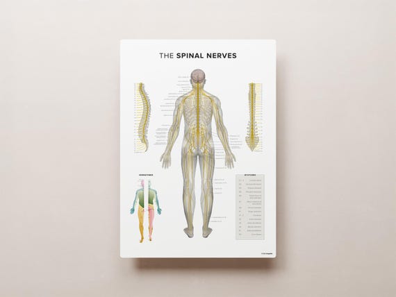 Spinal Nerves Anatomical Chart