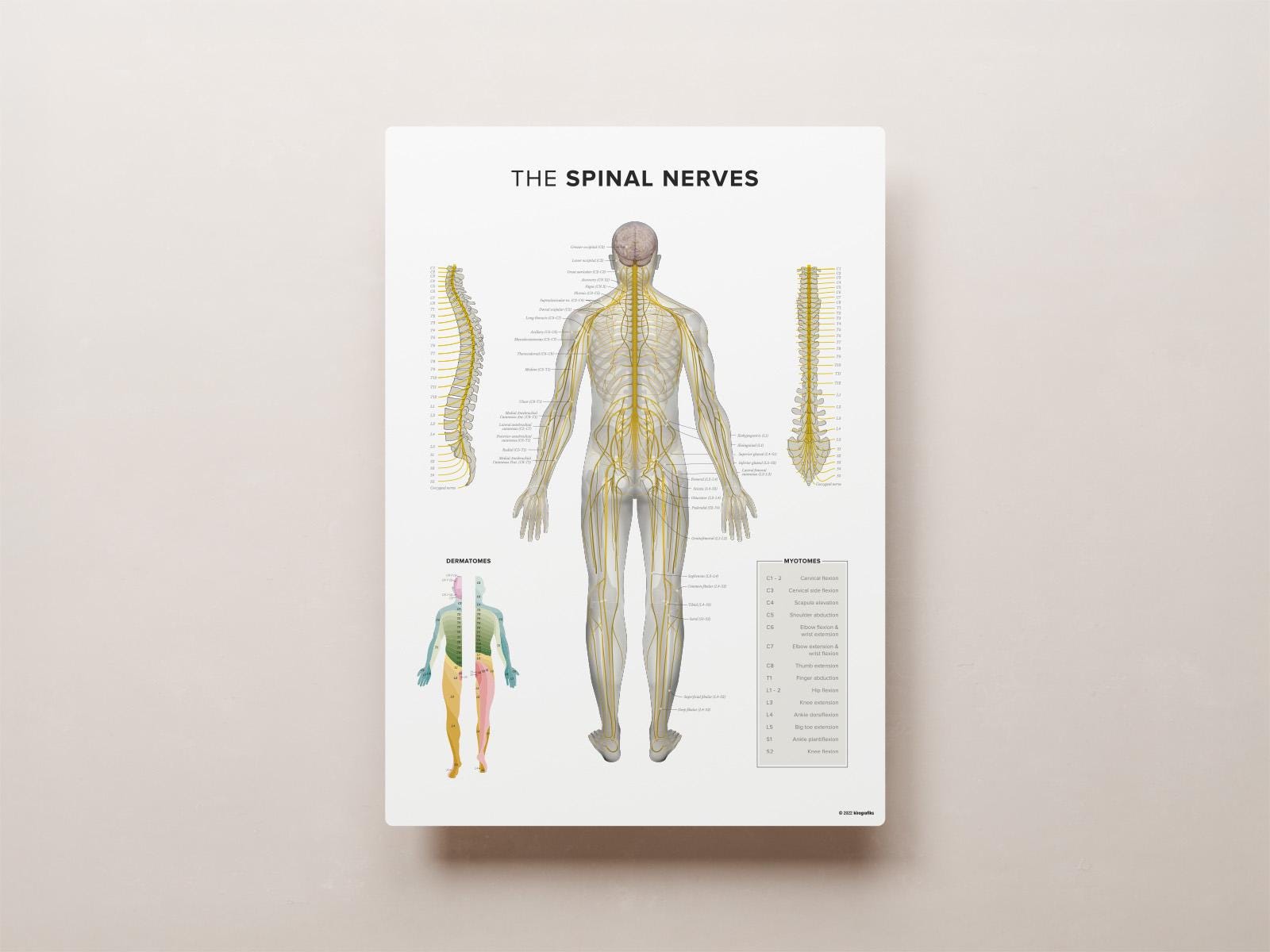 The SPINAL NERVES - Etsy Sweden, image size:1600x1200