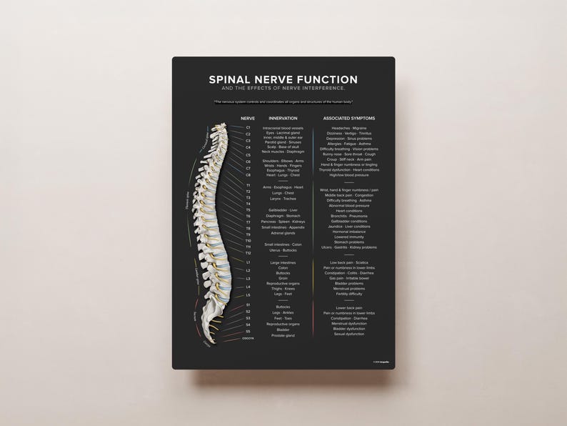May include: A black and white diagram of the human spine with labels for each spinal nerve and its associated innervation and symptoms. The diagram shows the effects of nerve interference on different parts of the body.