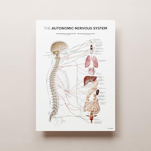 The AUTONOMIC NERVOUS SYSTEM (2023)