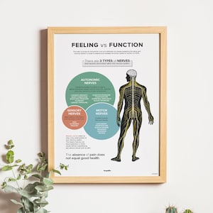 May include: An infographic poster with a black and white illustration of a human body with a nervous system diagram. The poster explains the difference between feeling and function and describes the three types of nerves: autonomic, sensory, and motor. The poster also includes text that says "The absence of pain does not equal good health."