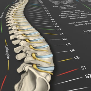 May include: A detailed illustration of the human spine, showing the vertebrae and nerves. The spine is labeled with the letters T1 through T12, L1 through L5, S1, and S2. The illustration is on a black background.