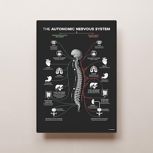 The Autonomic Nervous System (ICON X) DARK