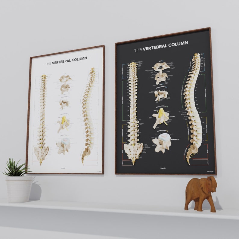 The VERTEBRAL COLUMN '23 - Etsy