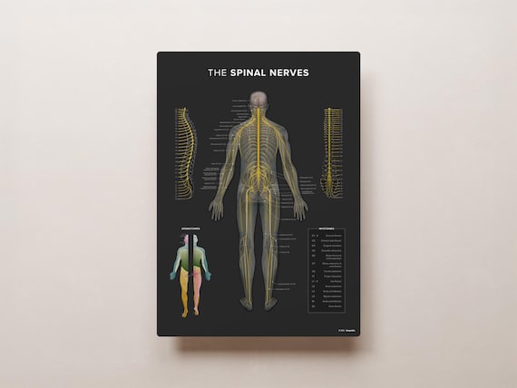 Spinal Nerves Anatomical Chart