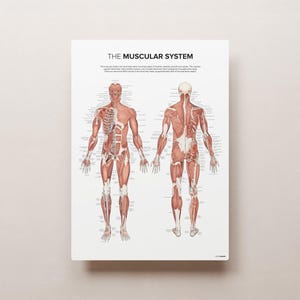 The MUSCULAR SYSTEM