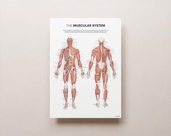 The MUSCULAR SYSTEM