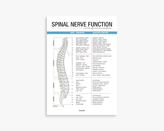 Spinal Nerves Function Chart