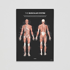 The MUSCULAR SYSTEM