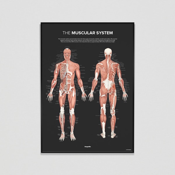 The MUSCULAR SYSTEM