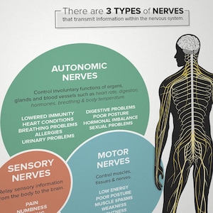May include: Diagram of the human nervous system with three types of nerves: autonomic, sensory, and motor. The autonomic nerves control involuntary functions like heart rate and digestion. The sensory nerves relay information from the body to the brain. The motor nerves control muscles and tissues.