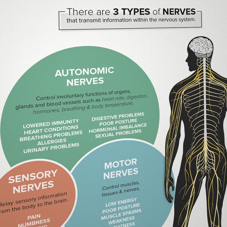 May include: Diagram of the human nervous system with three types of nerves: autonomic, sensory, and motor. The autonomic nerves control involuntary functions like heart rate and digestion. The sensory nerves relay information from the body to the brain. The motor nerves control muscles and tissues.