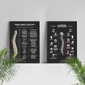 May include: Two black framed anatomical charts on a white wall. The chart on the left shows the spinal nerve function and the effects of nerve interference. The chart on the right shows the autonomic nervous system with the sympathetic and parasympathetic nervous systems.