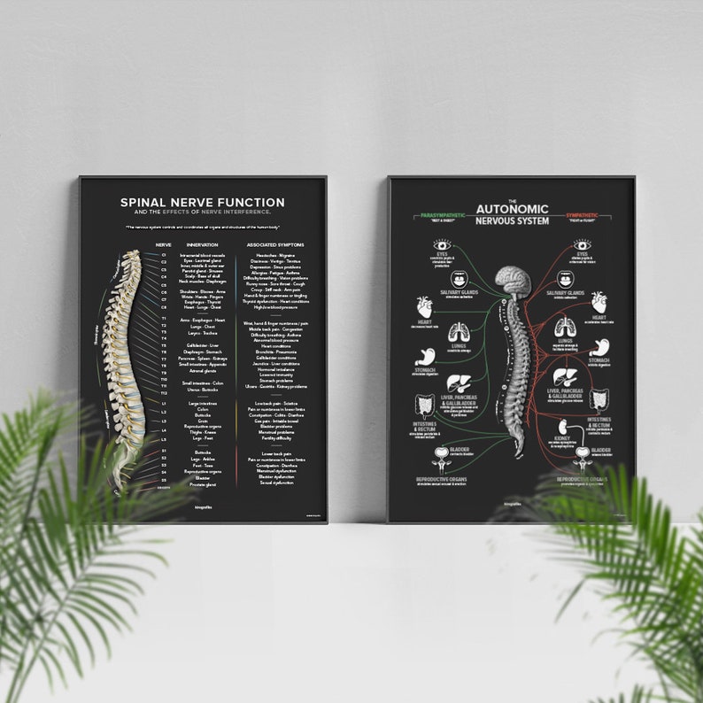 May include: Two black framed anatomical charts on a white wall. The chart on the left shows the spinal nerve function and the effects of nerve interference. The chart on the right shows the autonomic nervous system with the sympathetic and parasympathetic nervous systems.