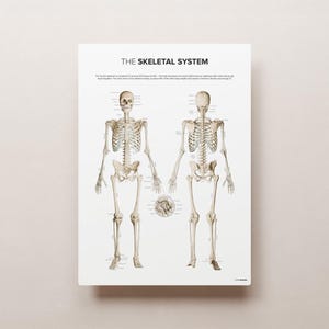 May include: A black and white anatomical illustration of the human skeletal system. The image shows the front and back views of a skeleton with labeled bones. The title "THE SKELETAL SYSTEM" is at the top of the image.