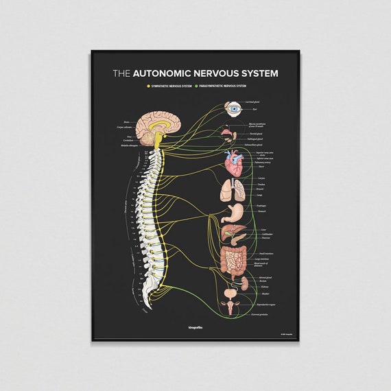 健康・医学 THE SENSITIVE NERVOUS SYSTEM The Sensitive Nervous System - David S. Butler - Google Books