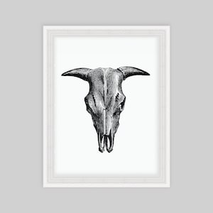 May include: Black and white line drawing of a cow skull with horns.