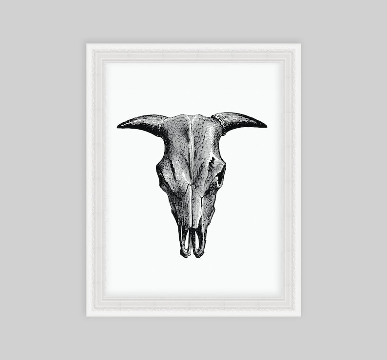 May include: Black and white line drawing of a cow skull with horns.