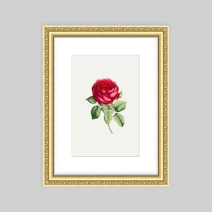 May include: A framed print of a single red rose with green leaves and a white background.
