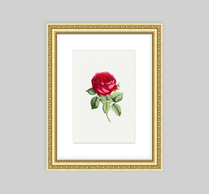 May include: A framed print of a single red rose with green leaves and a white background.