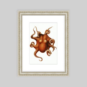 May include: A vintage illustration of an octopus with eight tentacles. The octopus is depicted in a reddish-brown color with a white background.