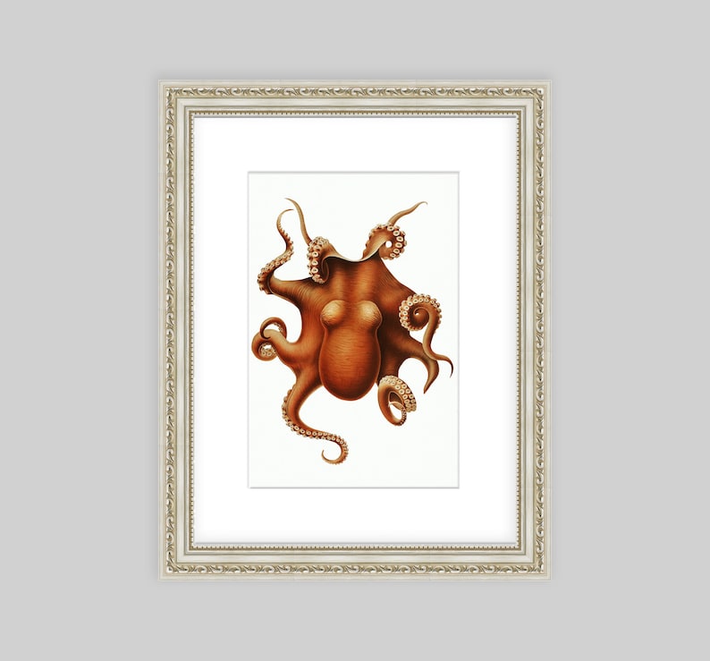 May include: A vintage illustration of an octopus with eight tentacles. The octopus is depicted in a reddish-brown color with a white background.