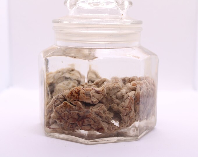 Wet Specimen Calf Brain Etsy