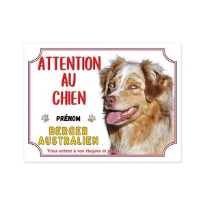 Chien De Berger Australien Le Berger Australien Toujours Le Chien