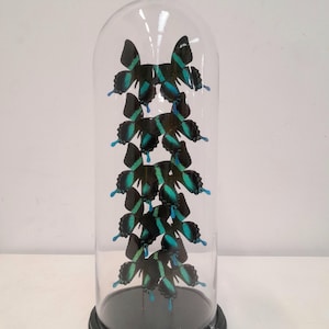 Glass dome with butterflies